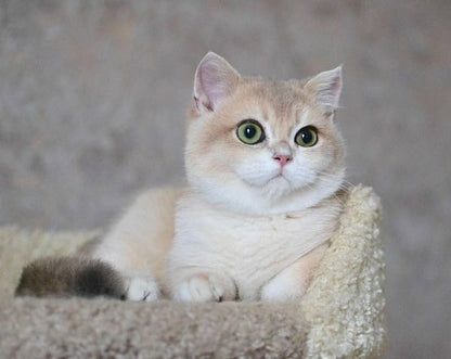 British Shorthair