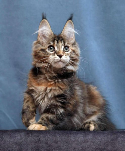 Maine Coon