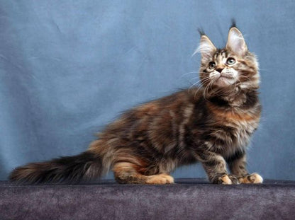 Maine Coon