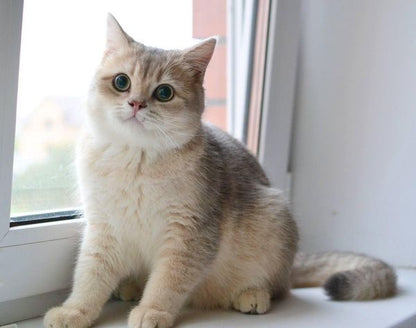 British Shorthair