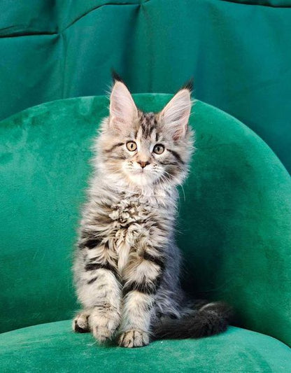 Maine Coon