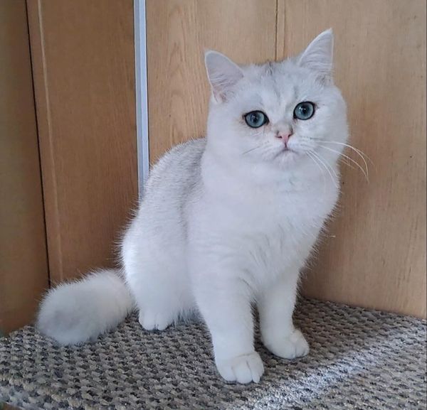 British Shorthair