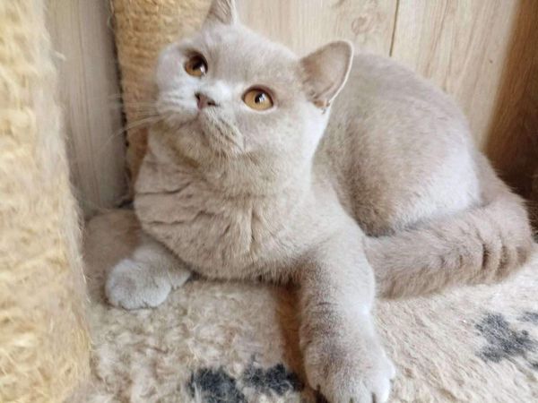 British Shorthair