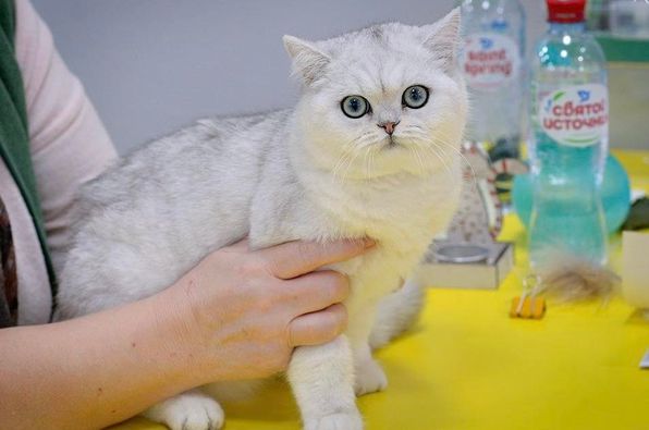 British Shorthair