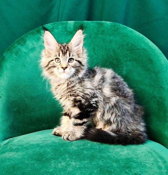 Maine Coon