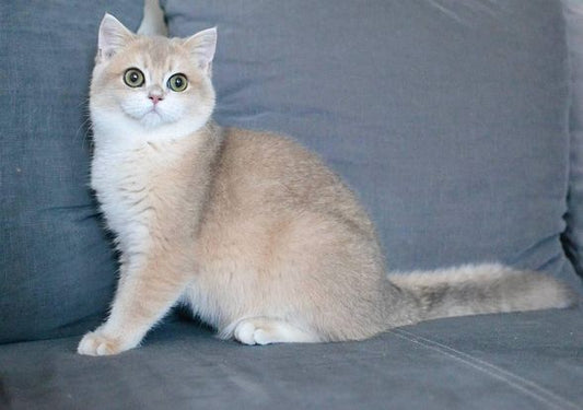 British Shorthair