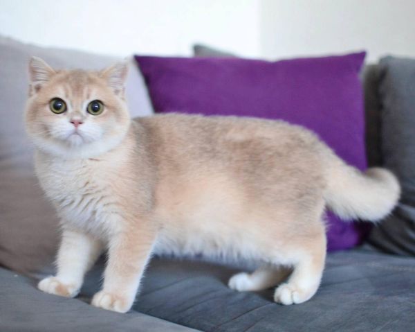 British Shorthair