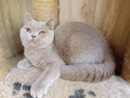 British Shorthair