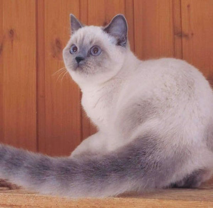 British Shorthair