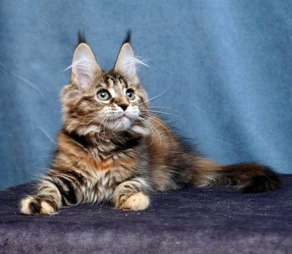 Maine Coon