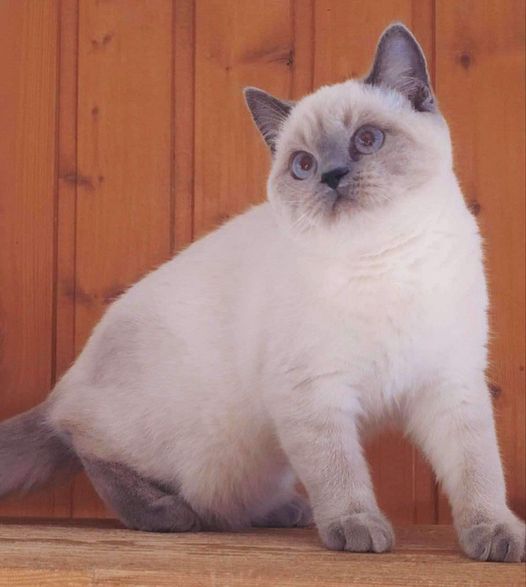 British Shorthair