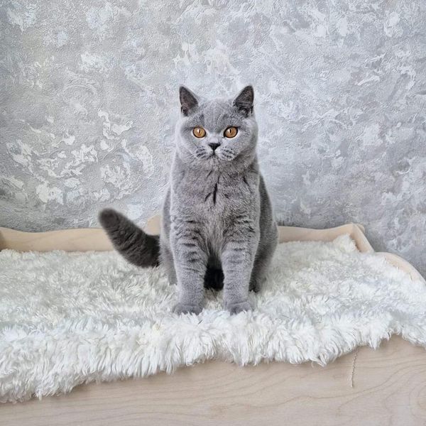 British Shorthair