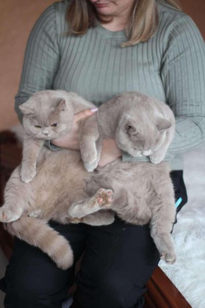 British Shorthair