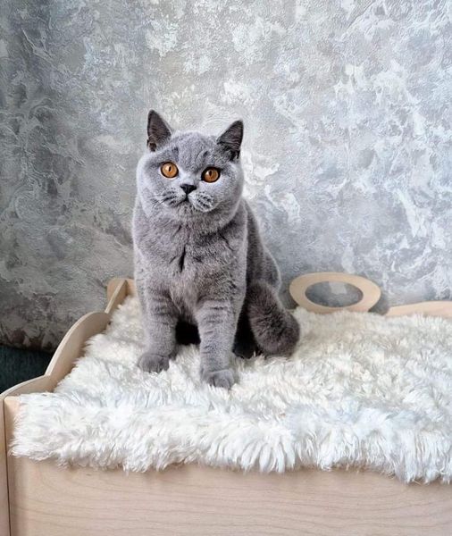 British Shorthair