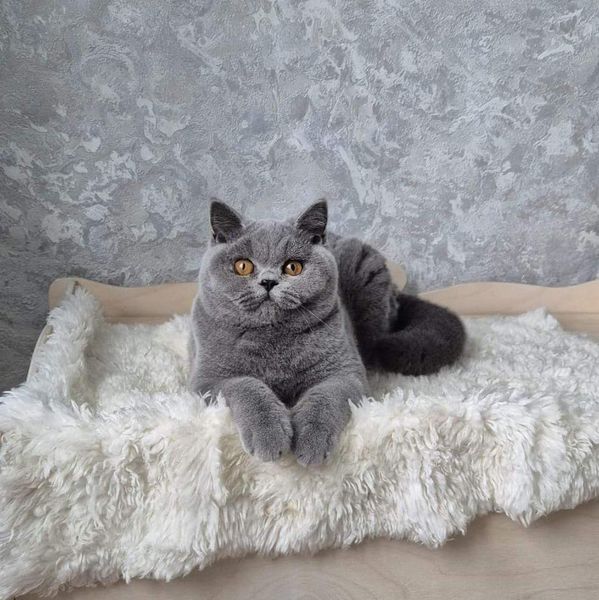 British Shorthair