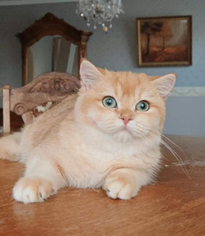 British Shorthair