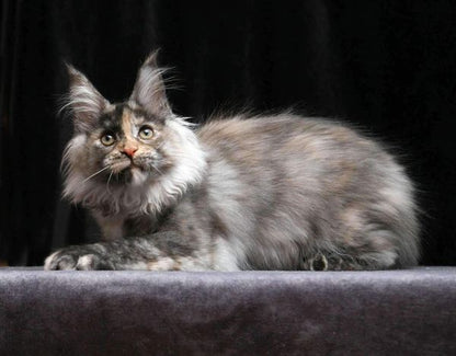 Maine Coon