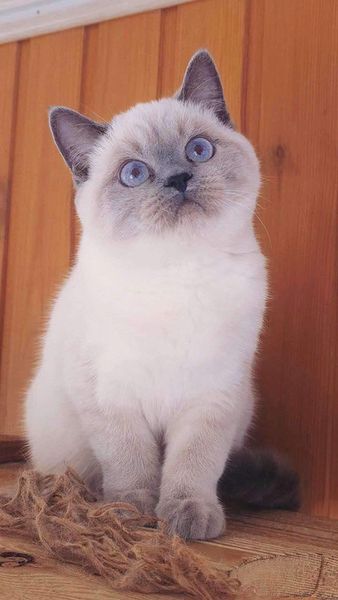 British Shorthair