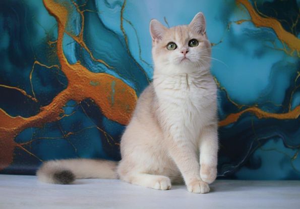 British Shorthair