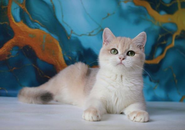 British Shorthair