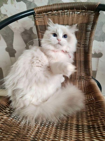 Ragdoll