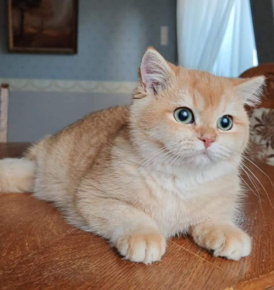 British Shorthair