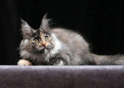 Maine Coon