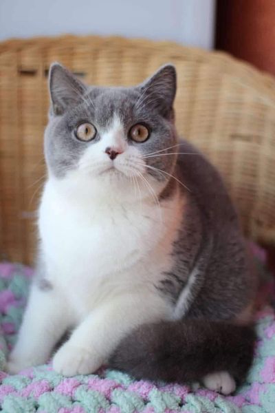 British Shorthair