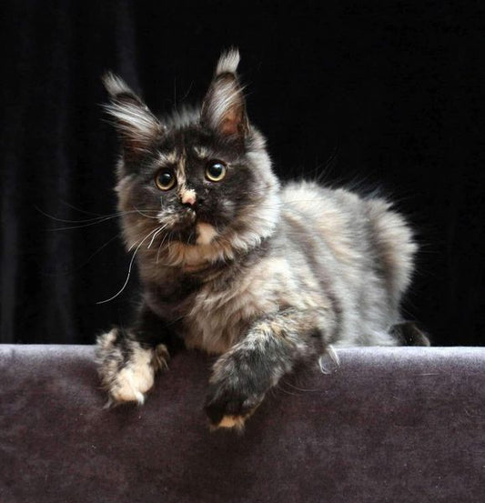 Maine Coon