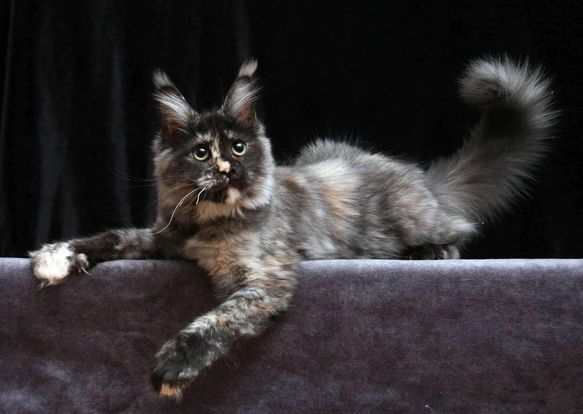 Maine Coon