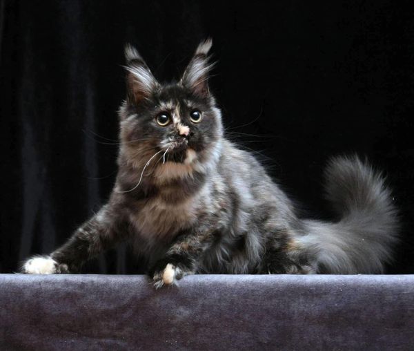 Maine Coon