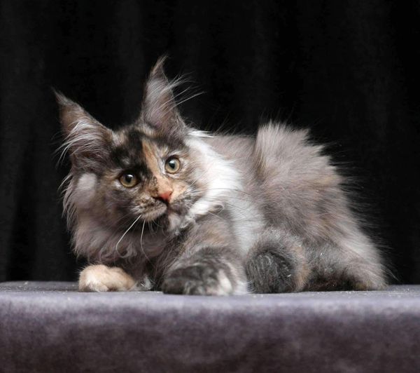 Maine Coon