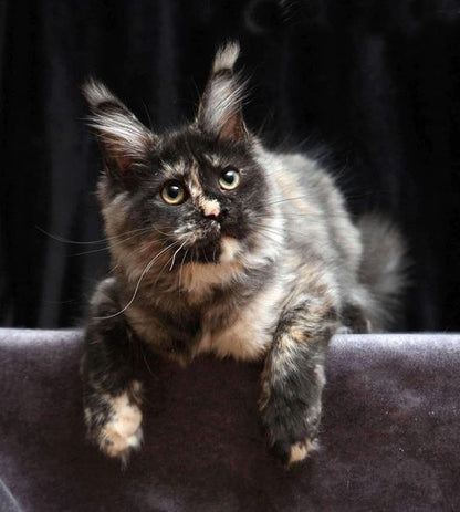 Maine Coon