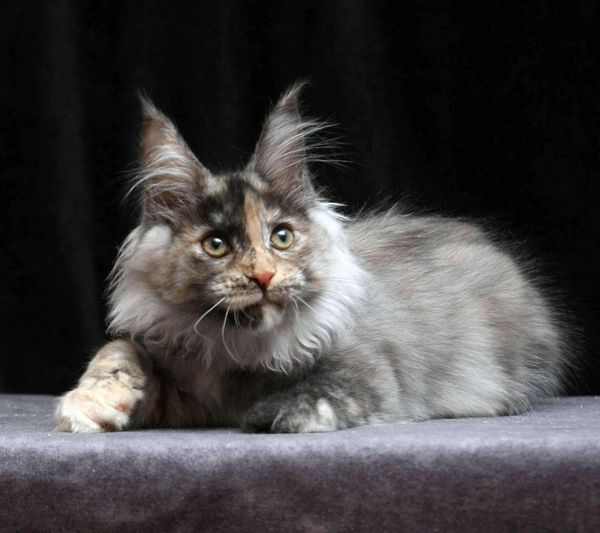 Maine Coon