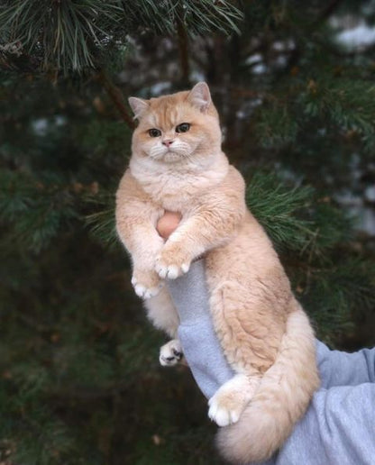 British Shorthair