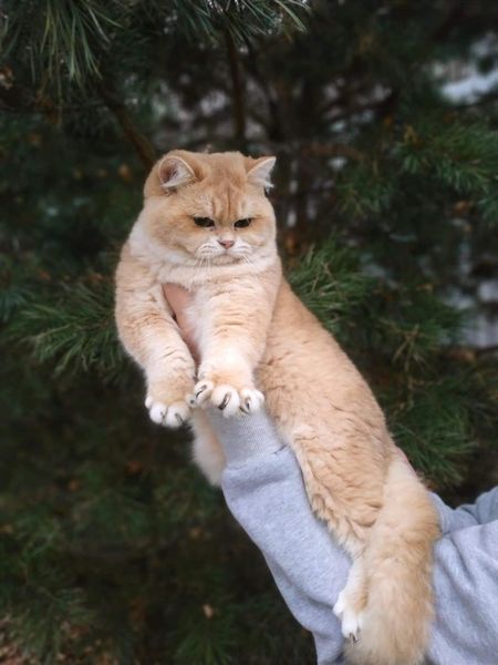 British Shorthair