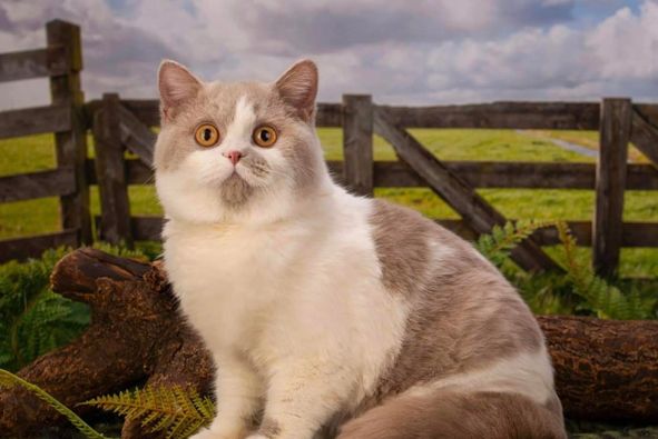 British Shorthair