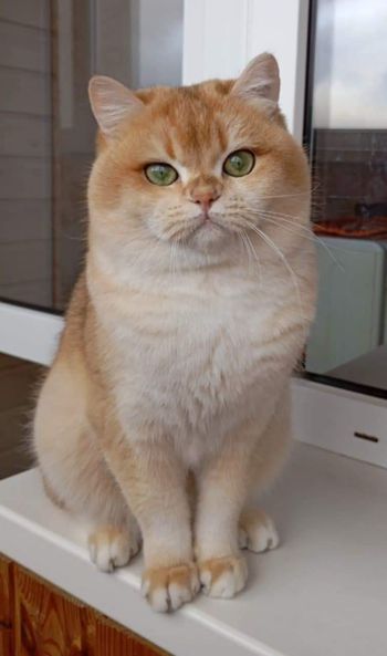 British Shorthair