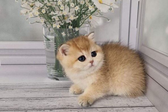 British Shorthair