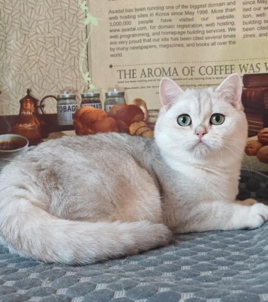 British Shorthair