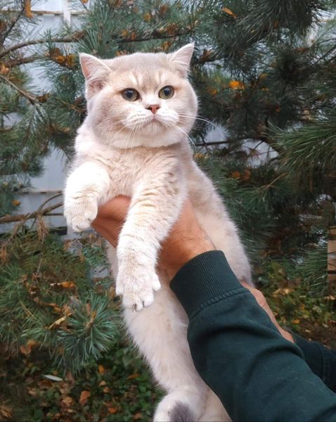 British Shorthair