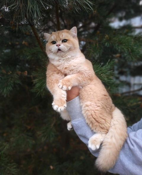 British Shorthair