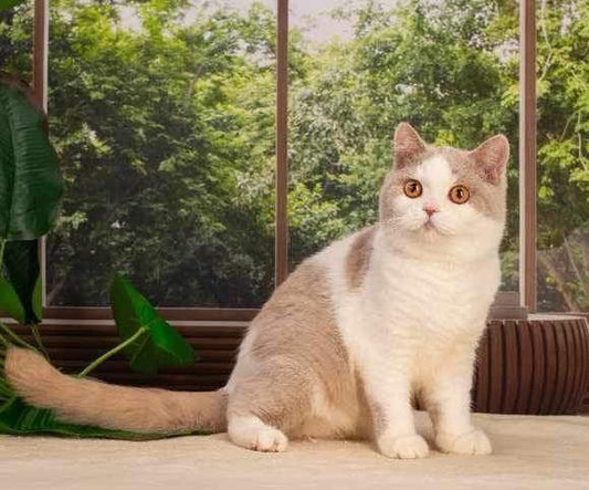 British Shorthair