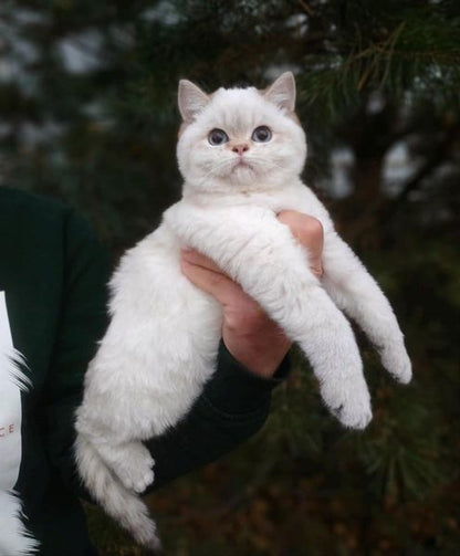 British Shorthair