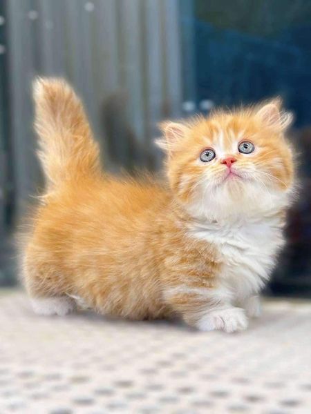 Munchkin Longhair