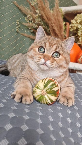 British Shorthair