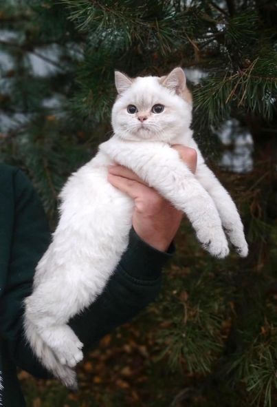 British Shorthair