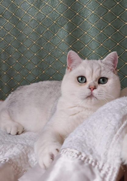 British Shorthair