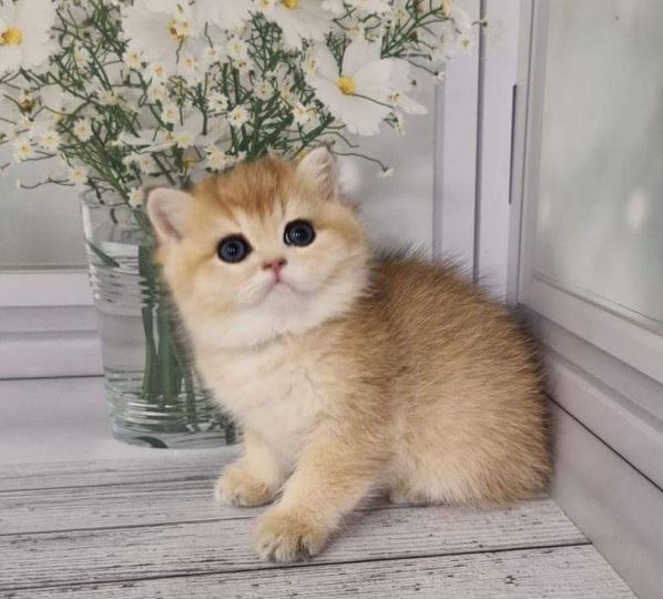 British Shorthair