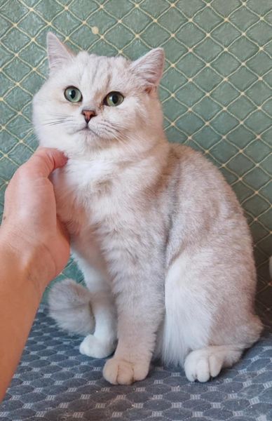 British Shorthair